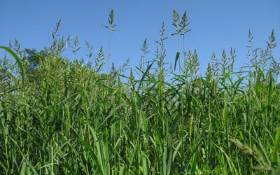 Is Summer Grass an Unwelcome Guest in Your Backyard?