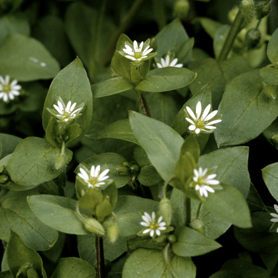 annual lawn weeds