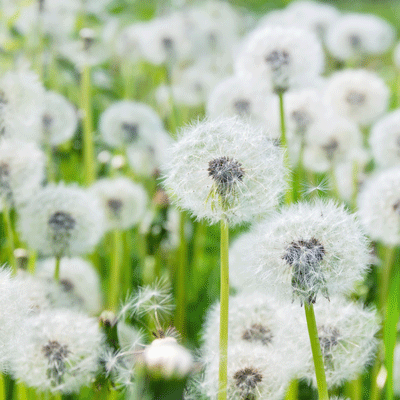 perennial lawn weeds