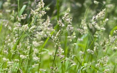 Weed Out Those Winter Weeds
