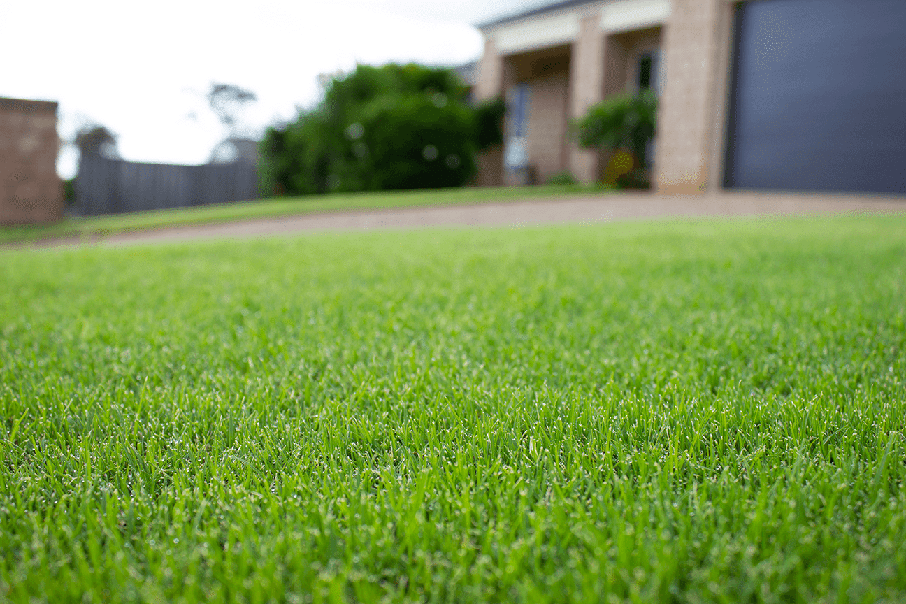 TifTuf Bermuda Lawn