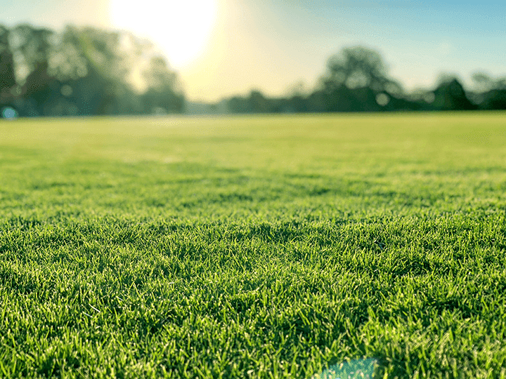 TifTuf Premium Bermuda Turf