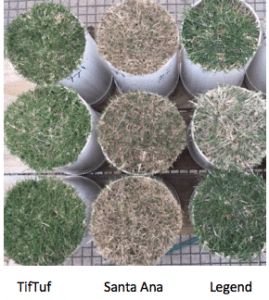 What is the Best Drought Resistant Grass? 1 Comparing TifTuf to other turf varities