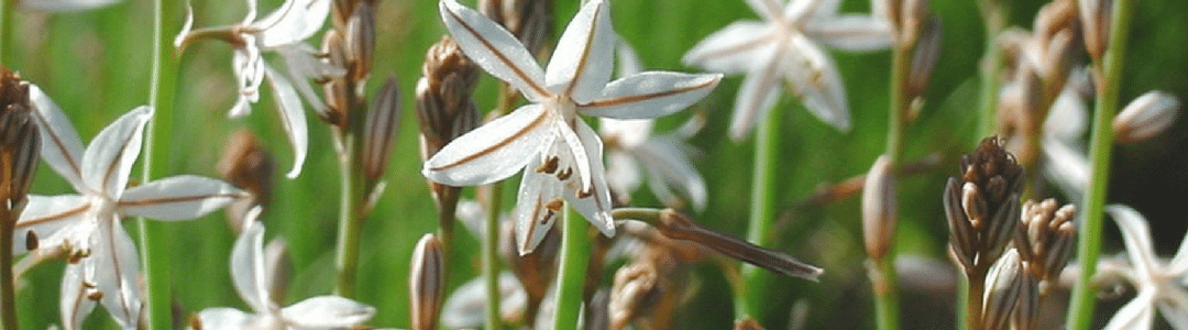 What is the Best Weed Killer for Lawns?