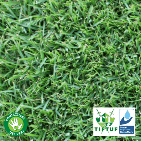 TifTuf Bermuda Turf 
