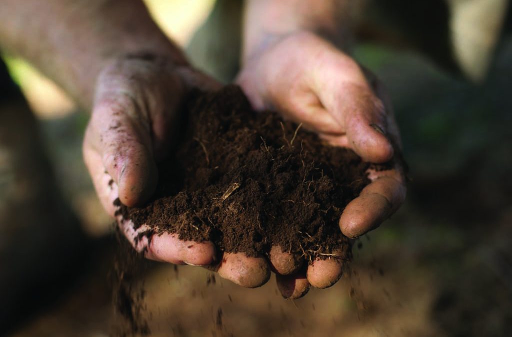 Giving Your Lawn the Soil it Needs 