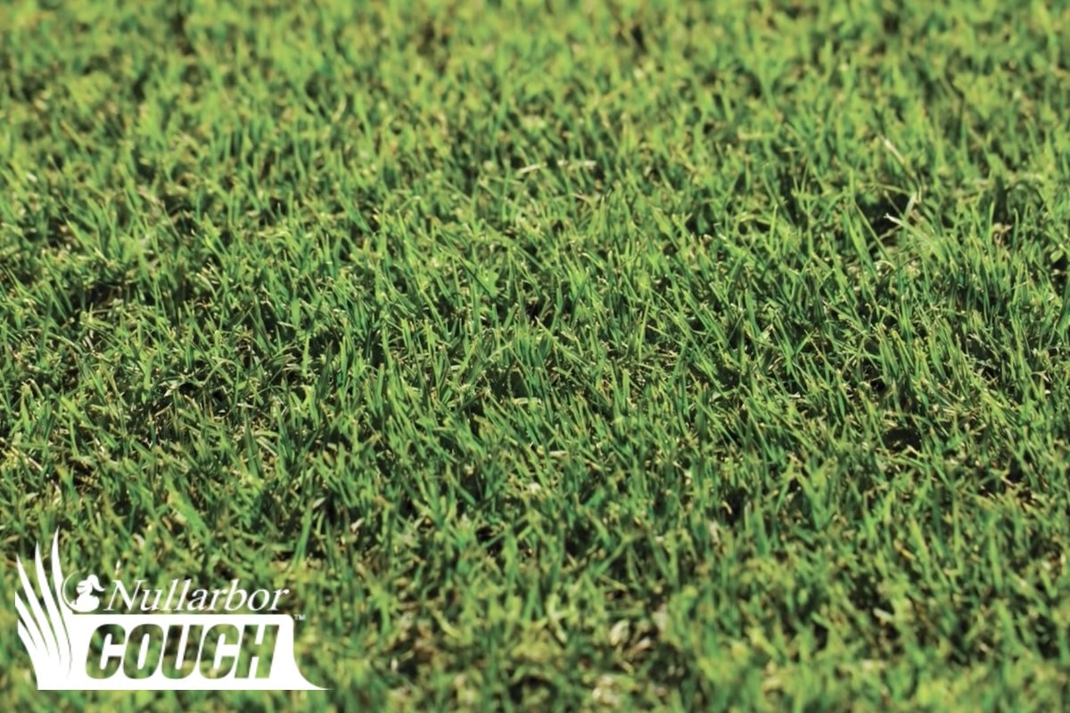 Australia’s best performing Couch grass - Nullarbor - LSA
