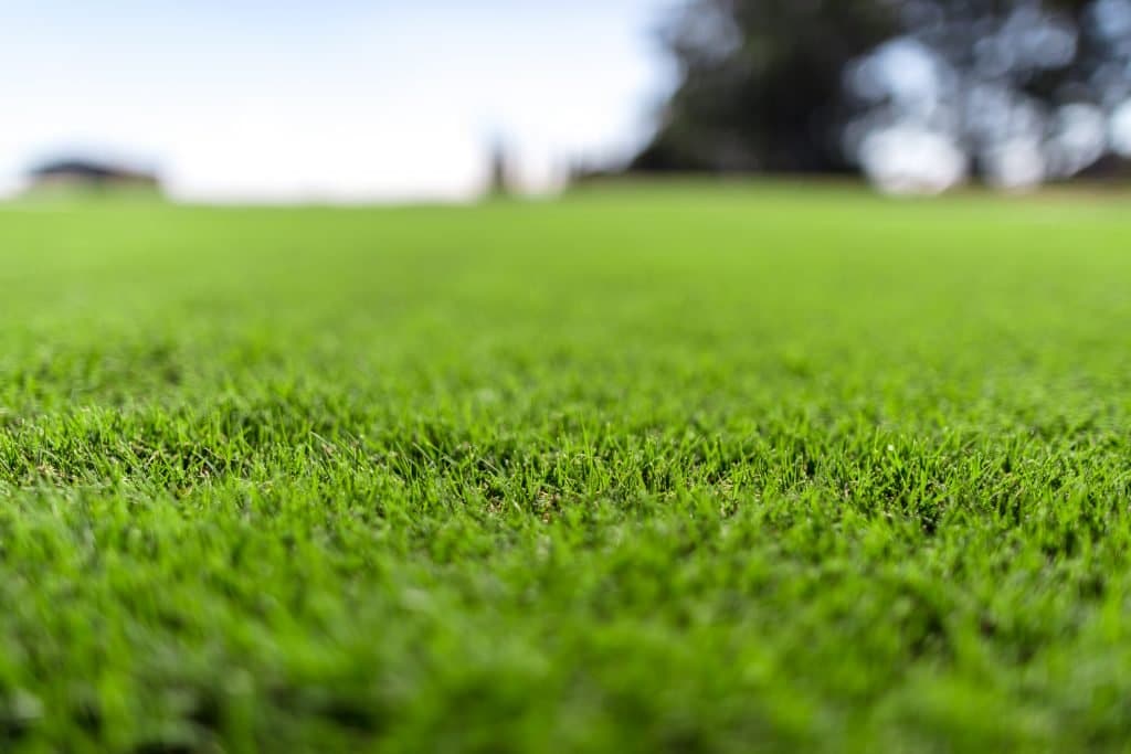 Couch is a hardy lawn that is well suited to full sun areas