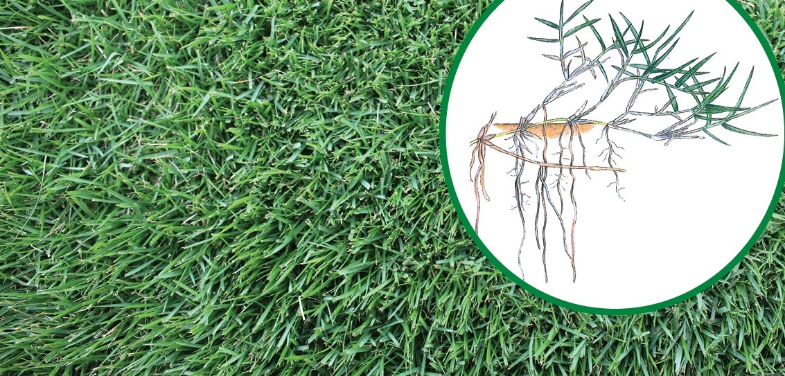 (Cynodon Dactylon) - Couch Grass