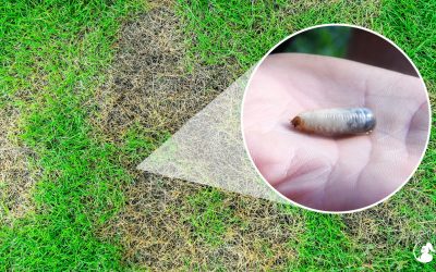 What Are Lawn Grub Worms And How Do I Get Rid Of Them?