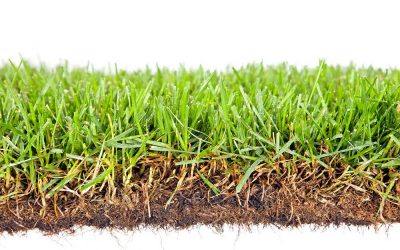 News 1 How to Dethatch a Lawn
