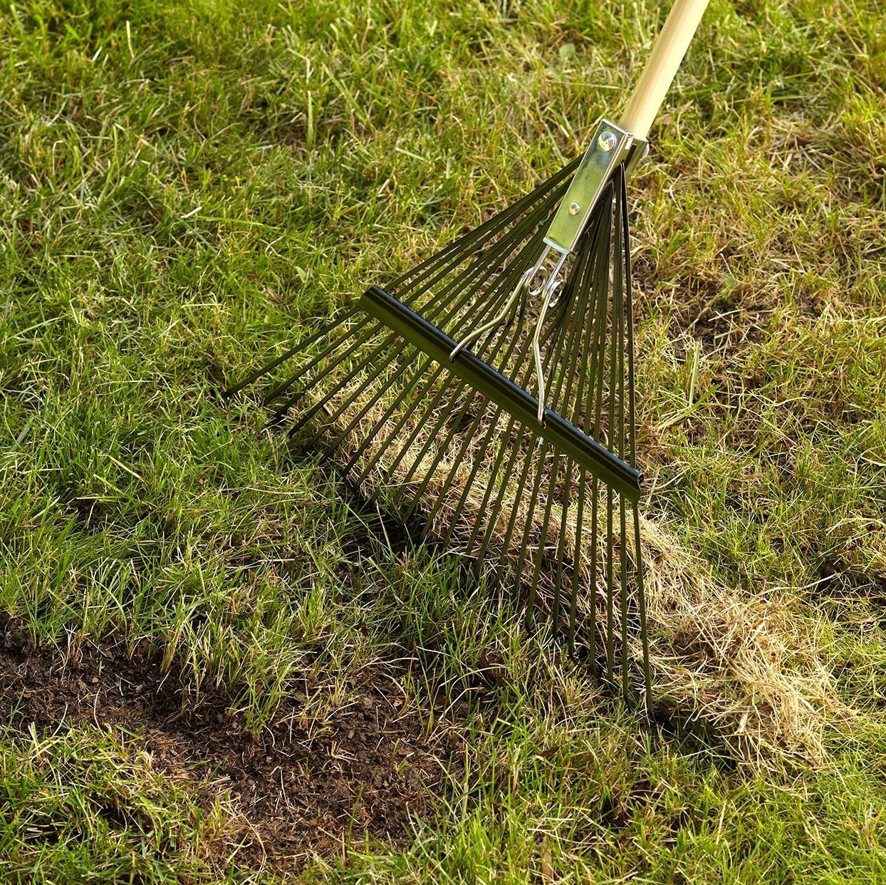Dethatching Your Lawn With A Rake