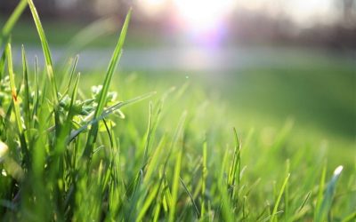 How To Get Rid of Weeds in Lawn