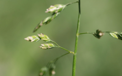 The Winter Grass Killer – A Guide for Your Lawn
