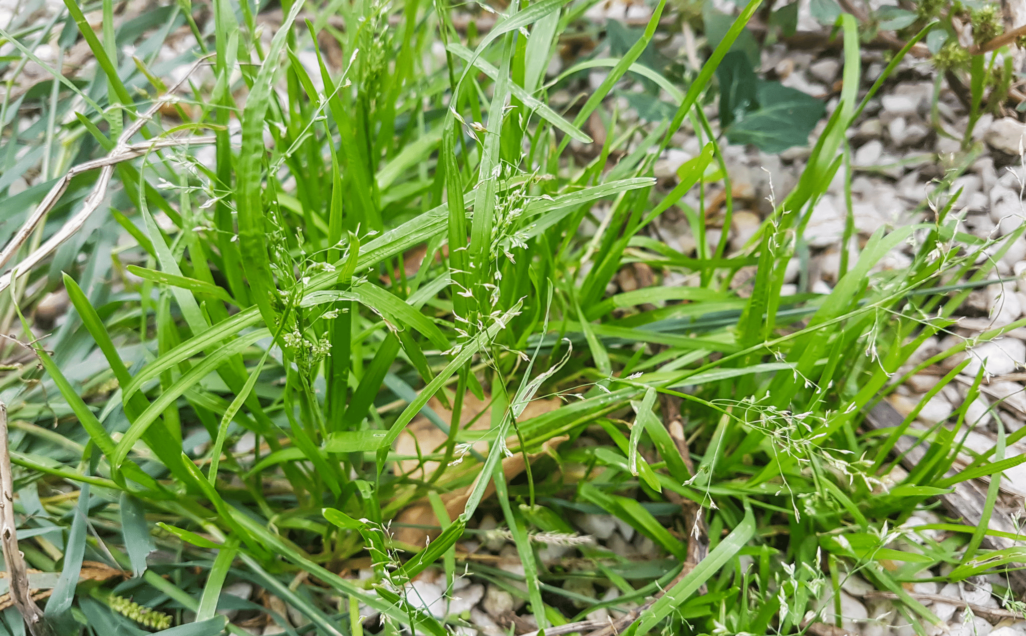 What Is Poa Annua?