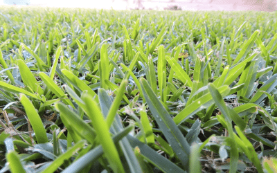 News 13 Soft Leaf Buffalo Grass
