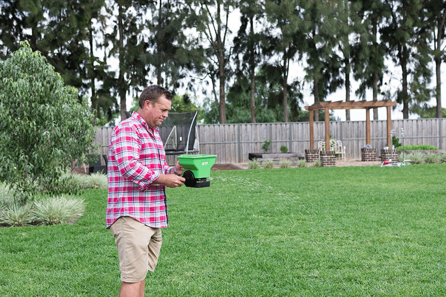 Problems with Sir Walter Buffalo Grass 3 Fertilising Sir Walter Buffalo Turf