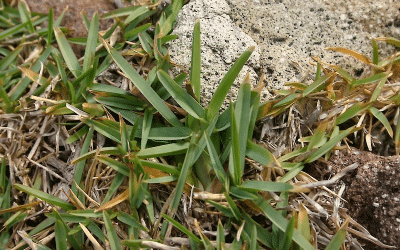Weeds in Buffalo Grass