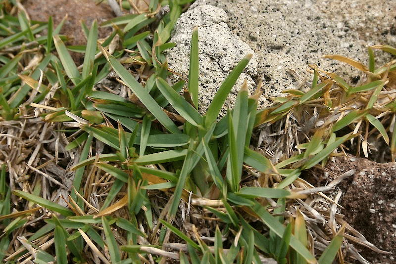 Weeds in Buffalo Grass