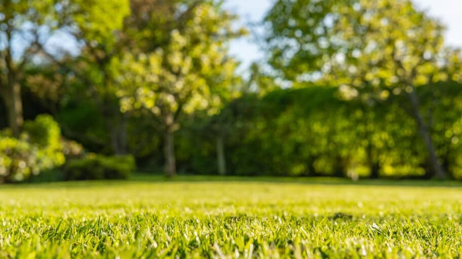 How to Level a Lawn in 5 Steps