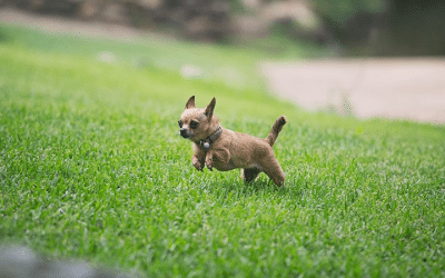 News 10 Is Sir Walter Buffalo Grass Safe for Dogs?