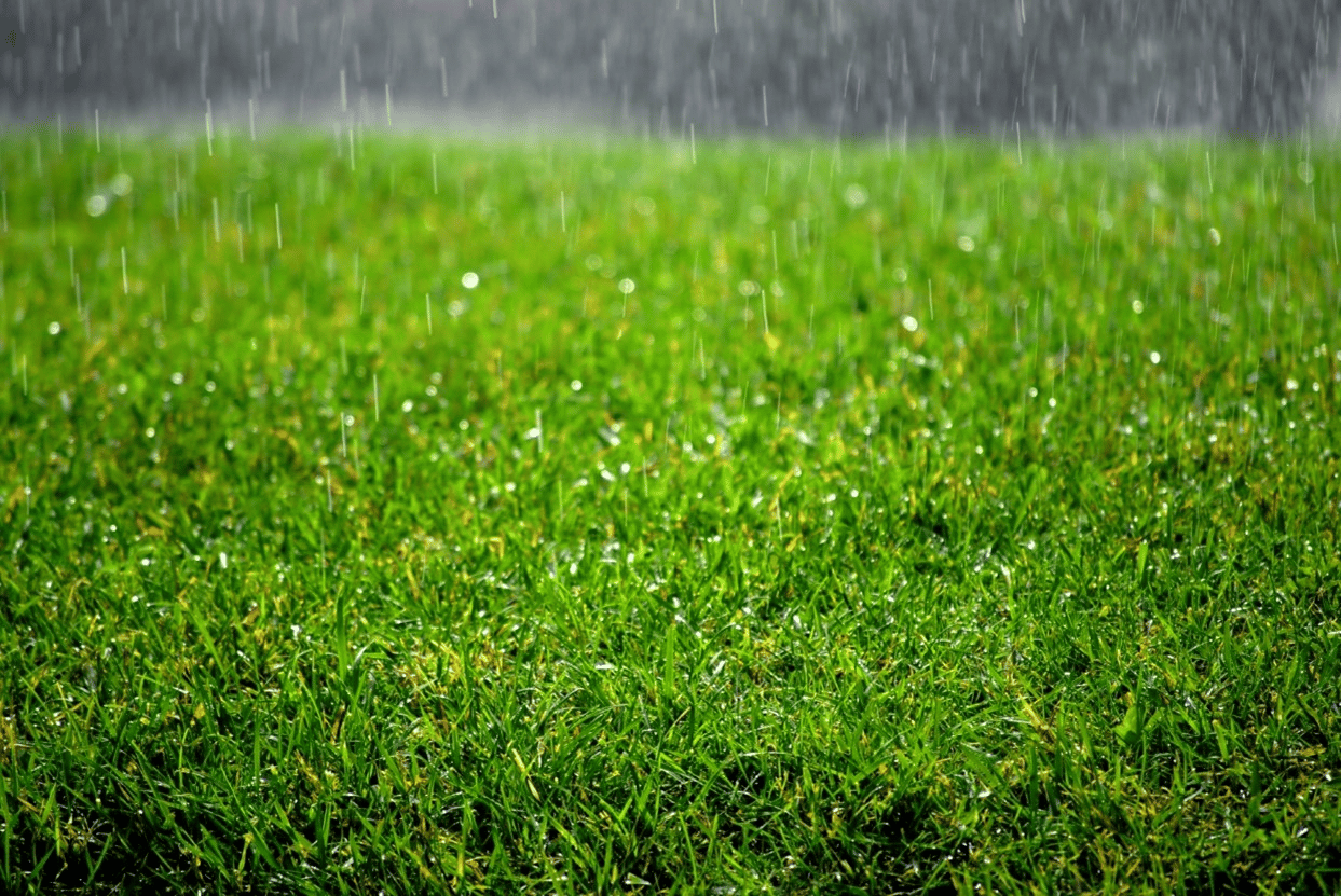 Lawn Care After Heavy Rain