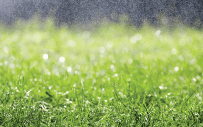 News 8 Lawn Care After Heavy Rain