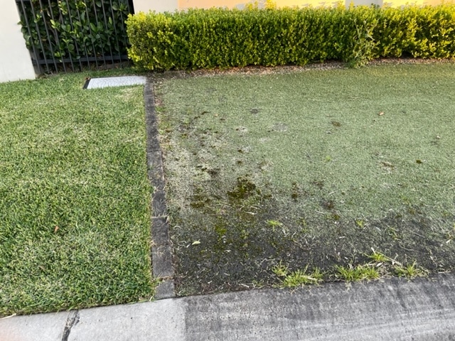Real Vs Artificial Turf