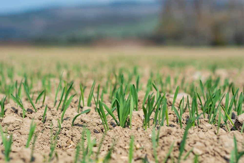Tips for growing turf in sandy soil