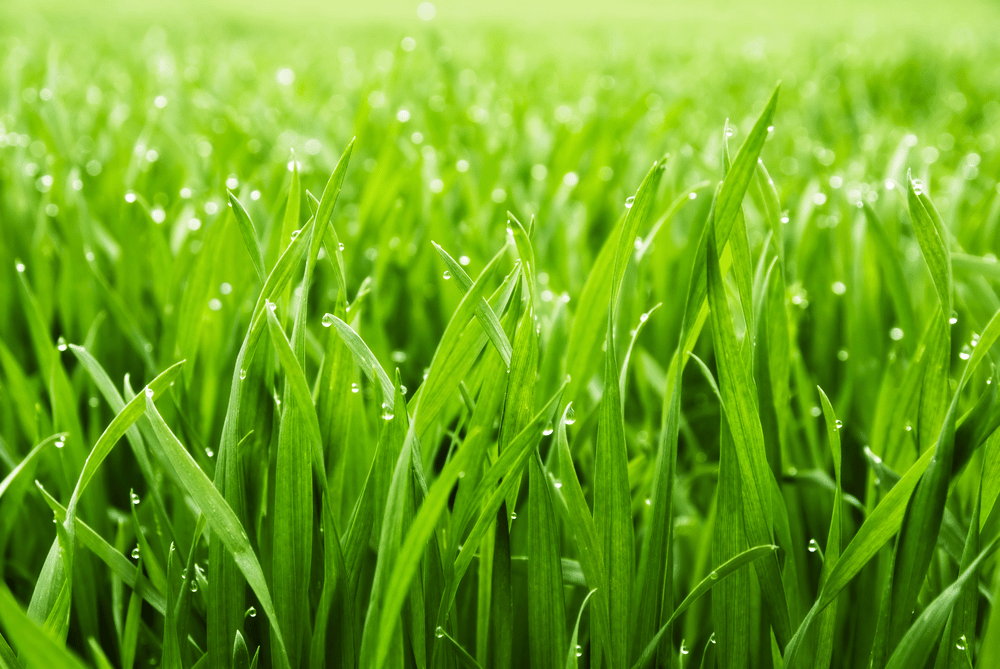 Wet Grass