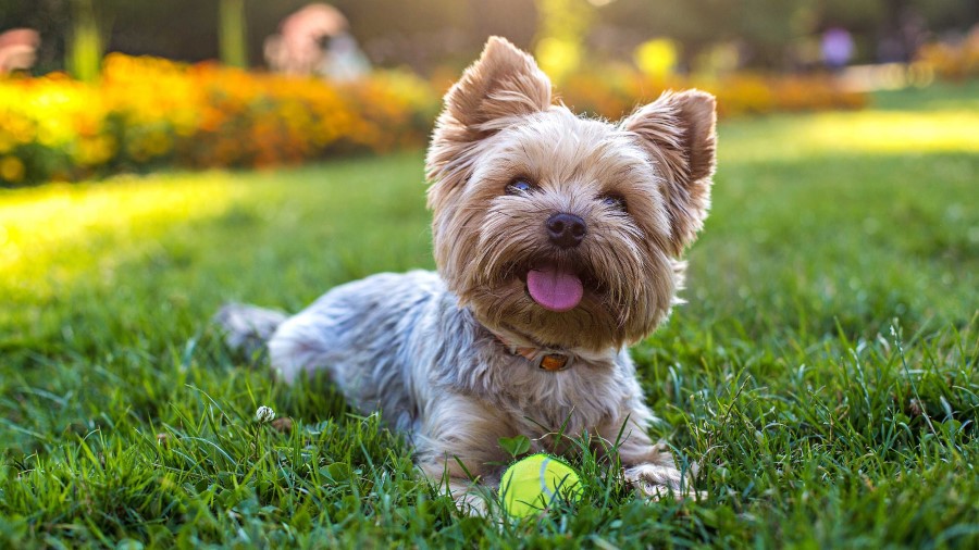 How to stop a dog from creating dig spots on your lawn