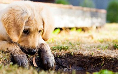 News 6 How to Stop Dog Digging Up Lawn