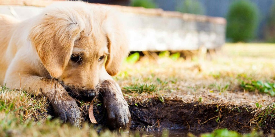 How to Stop Dog Digging Up Lawn