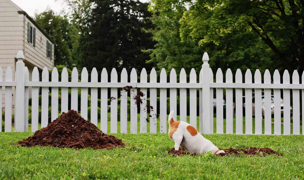 Ways to Fix Dig Spots