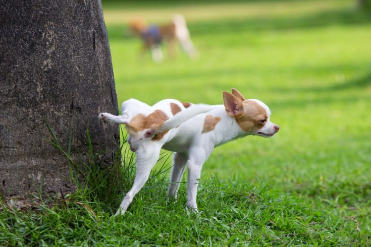 Urine Burns From Pets