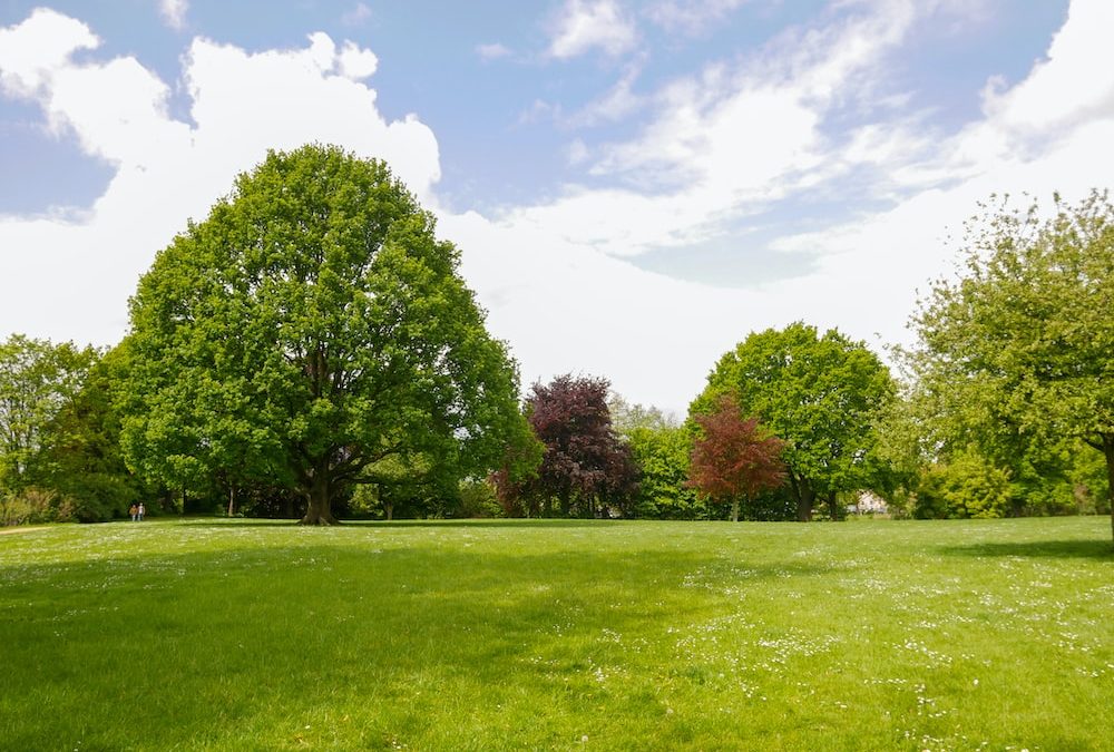 Best Fertiliser for Grass in Spring