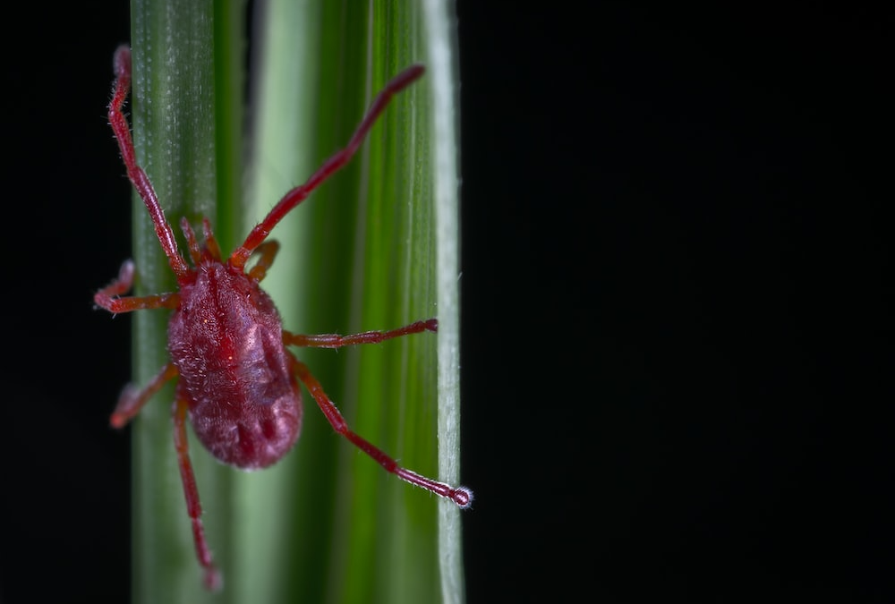 Grass Mites on Dogs