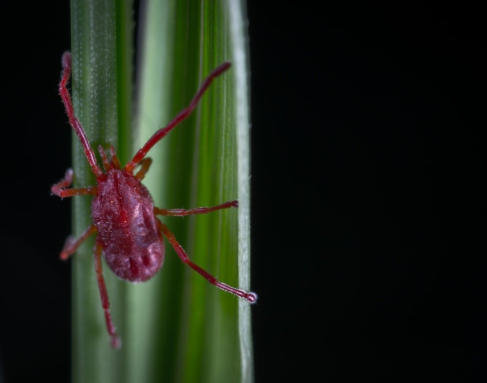 Grass Mites On Dogs