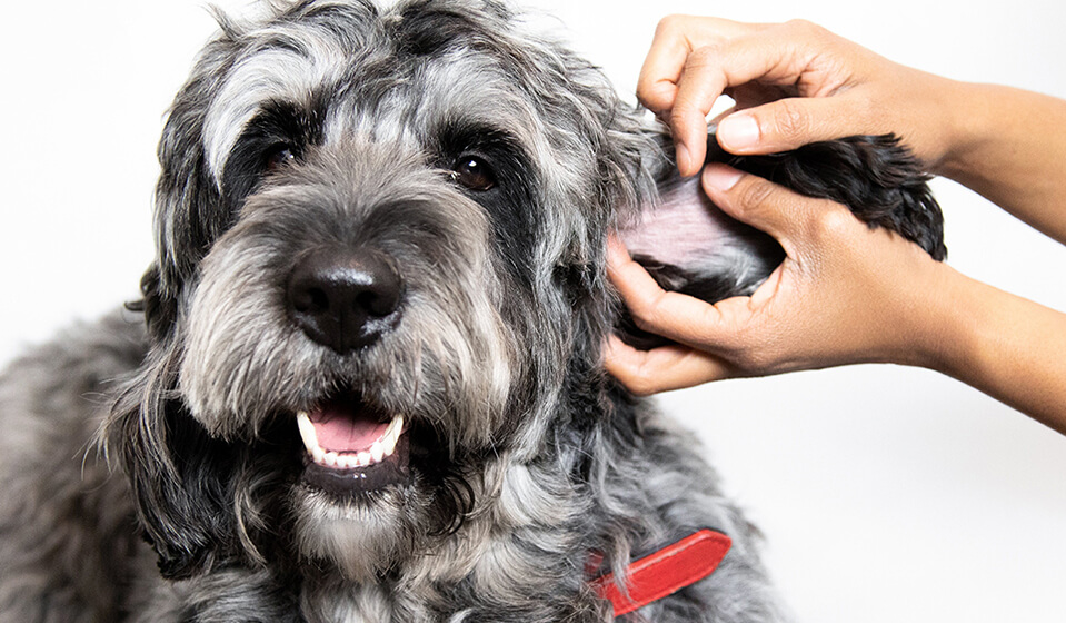 Treating Dogs Harvest Mites