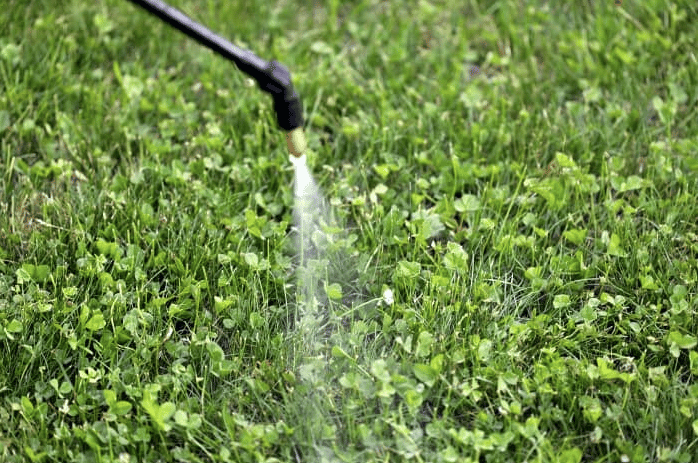 Fertilising Clover Weeds