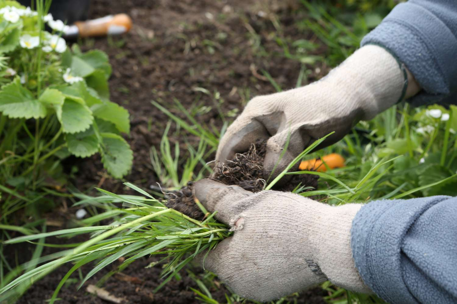 Hand Weeding