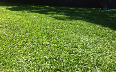 News 14 Kikuyu vs Sir Walter: How Do These Popular Grass Varieties Compare