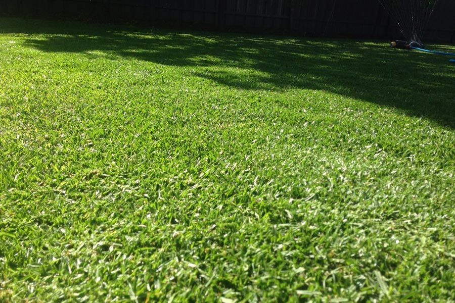 Kikuyu vs Sir Walter: How Do These Popular Grass Varieties Compare