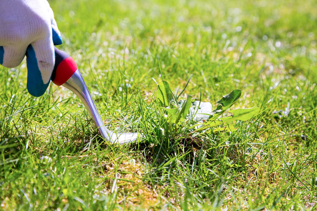 Removing Weeds In Lawn