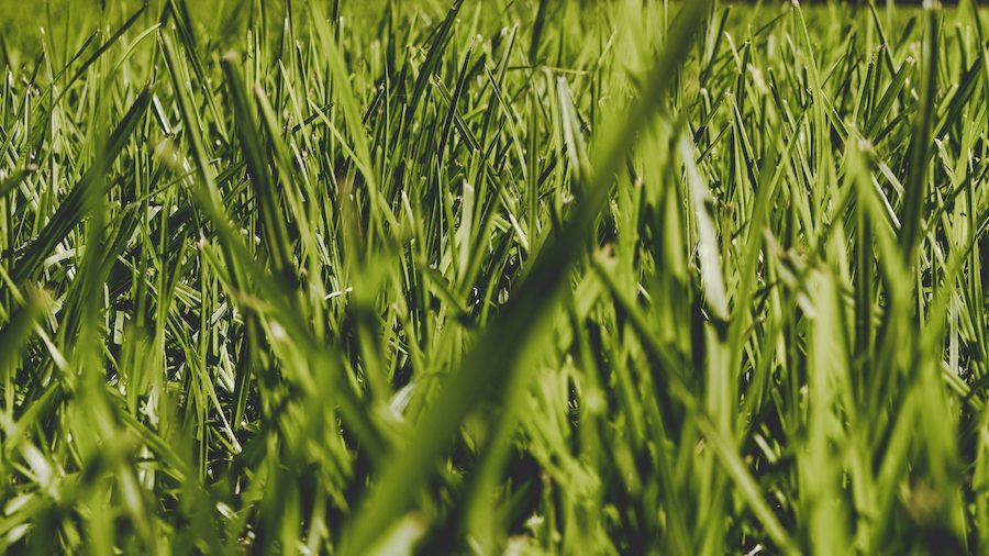 Both Buffalo and Kikuyu Offer High Drought Tolerance