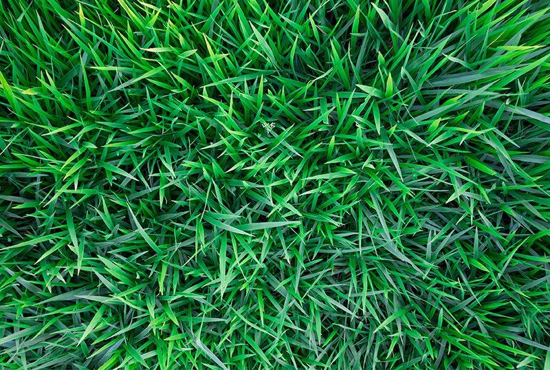 Vibrant Kikuyu Turf