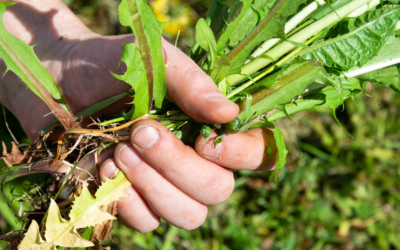 7 Effective Homemade Natural Weed Killer Remedies
