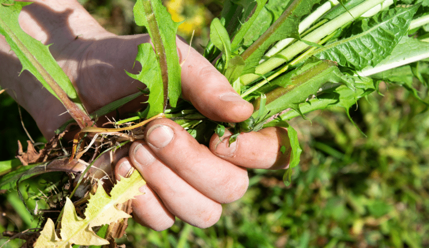 7 Effective Homemade Natural Weed Killer Remedies