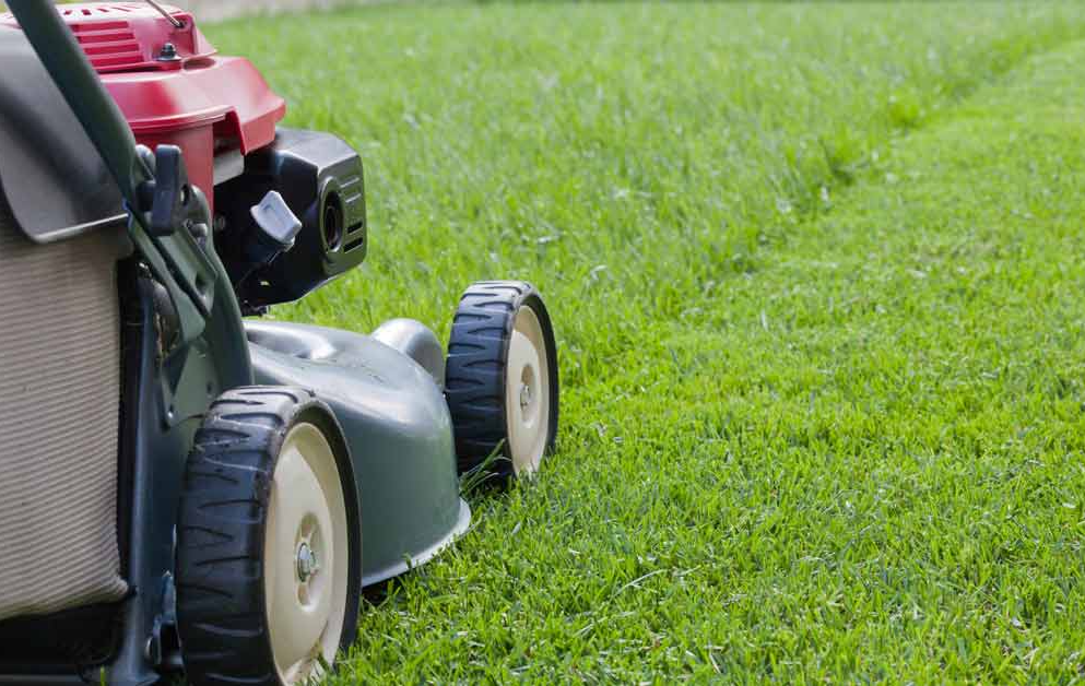 Mow Your Lawn Higher