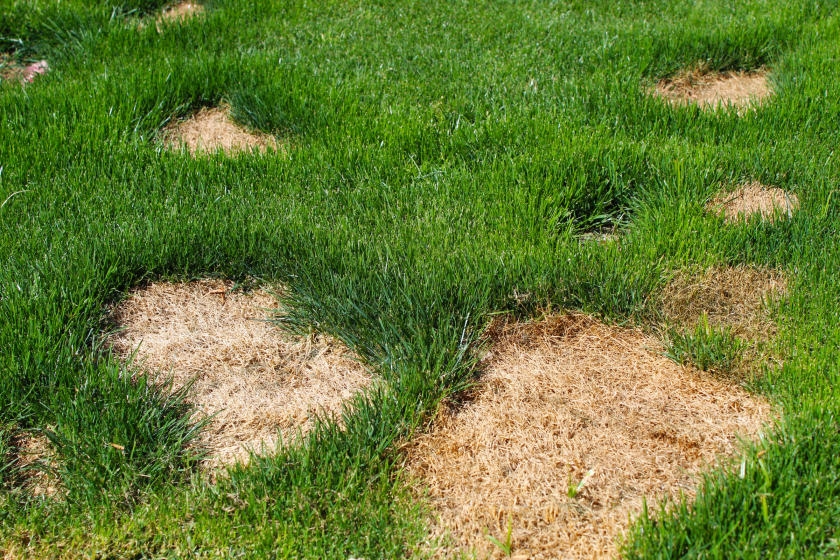Identifying The Weeds In Your Garden